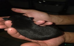 Pug dogs for sale: KC Pug puppies 4 girls 3 boys - Image 27