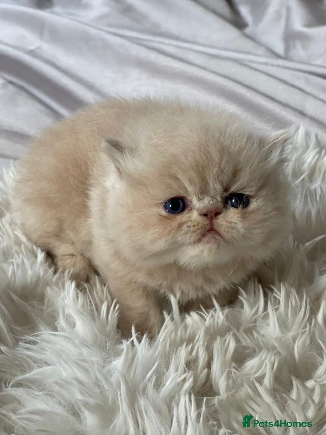 Persian cats for stud: GCCF REGISTERED PERSIAN STUD CHAMPION LINES PROVEN in London - Image 17