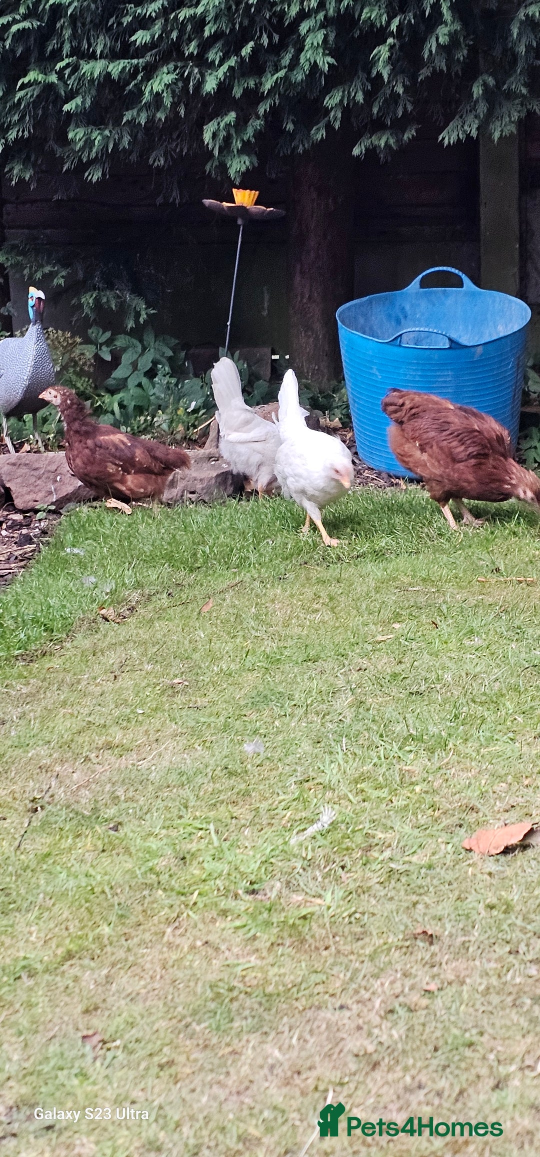 Hens poultry for sale:  FREE chickens 2 Rhode island Reds & 2 Leghorns - Image 7
