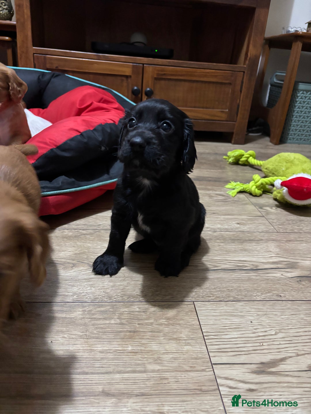 Cocker Spaniel dogs for sale: Working Cocker Spaniel Pups - Advert 4