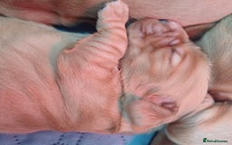 Cocker Spaniel dogs for sale: GOLDEN health tested show cocker spaniel pups - Image 9