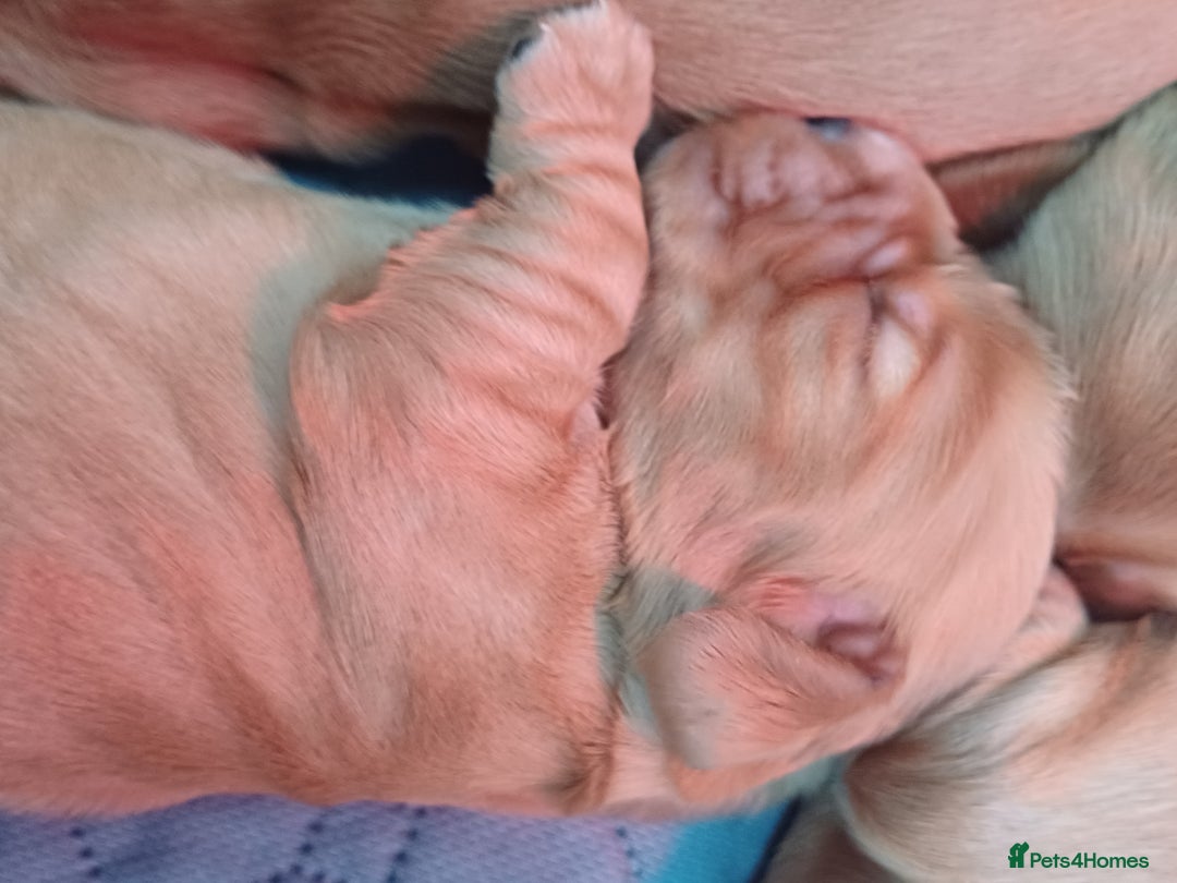 Cocker Spaniel dogs for sale: GOLDEN health tested show cocker spaniel pups - Image 9