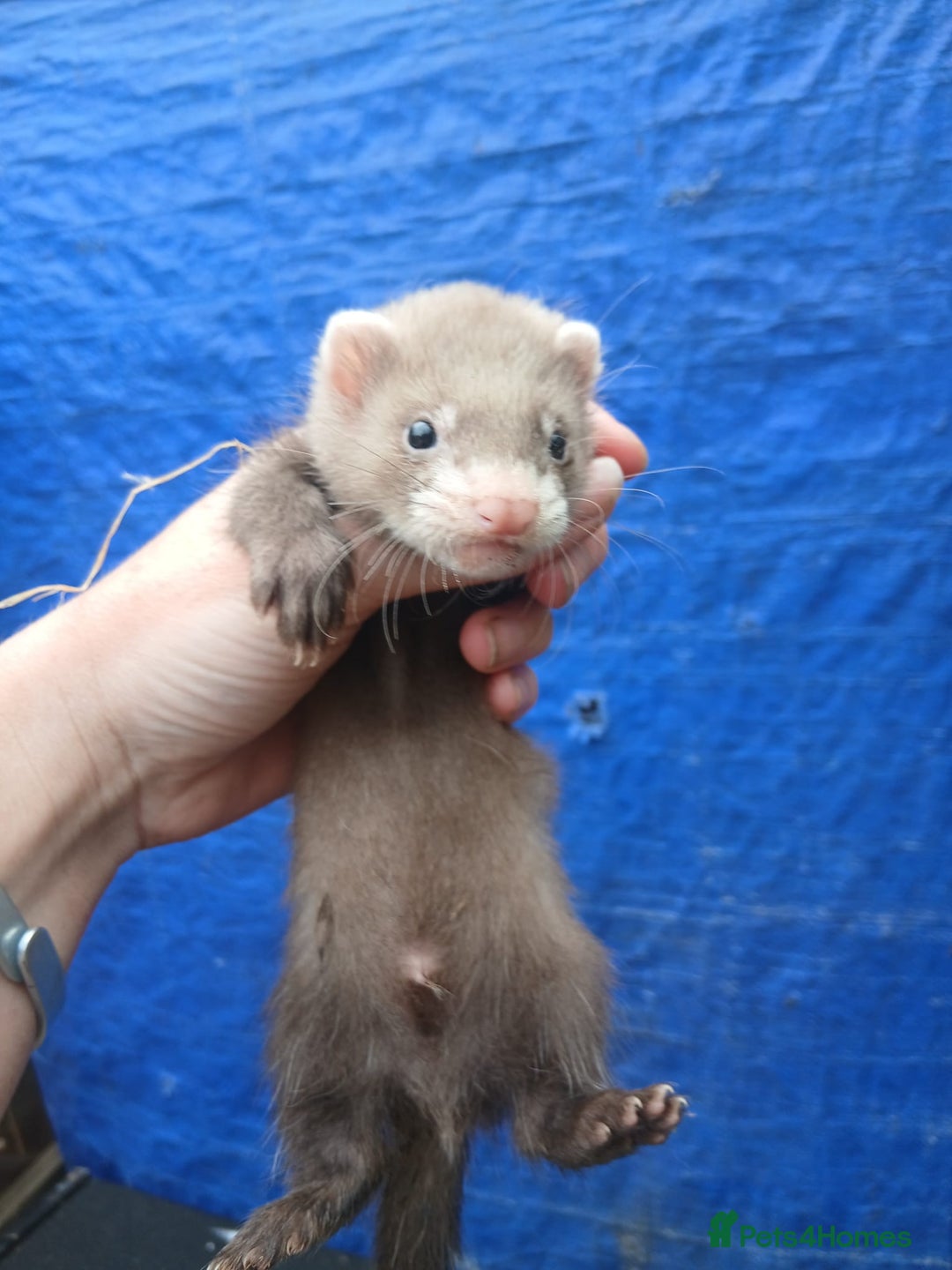 Ferret rodents for sale: Working stock ferrets - Image 3
