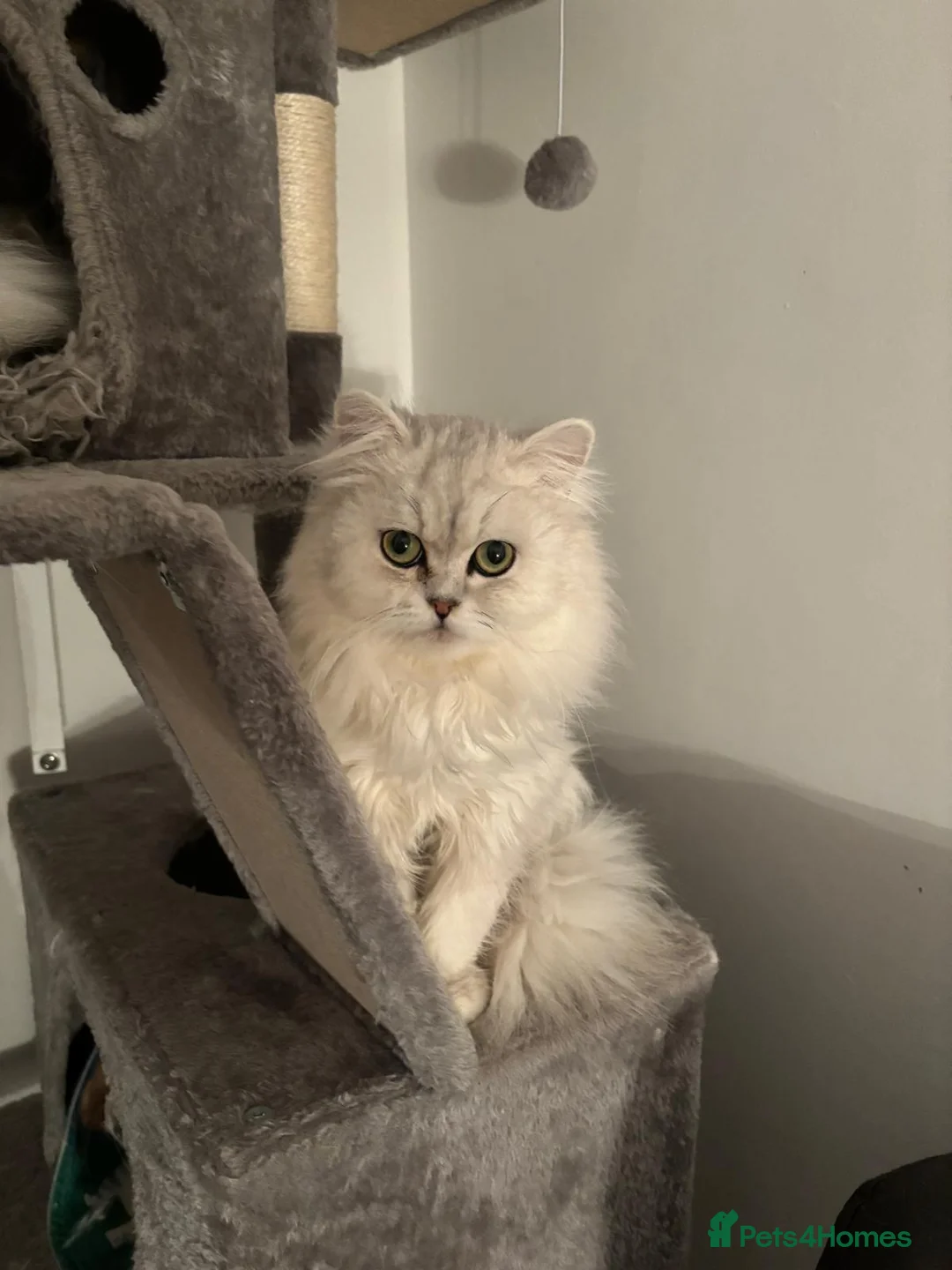 Persian cats for stud: Stunning Persian Silvertip Chinchilla for Stud in Bedford - Advert 3