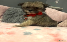 Mixed Breed dogs for sale: Lhasa apso x chorkie  - Image 12