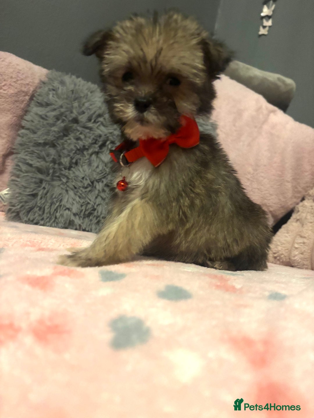Mixed Breed dogs for sale: Lhasa apso x chorkie  - Image 12