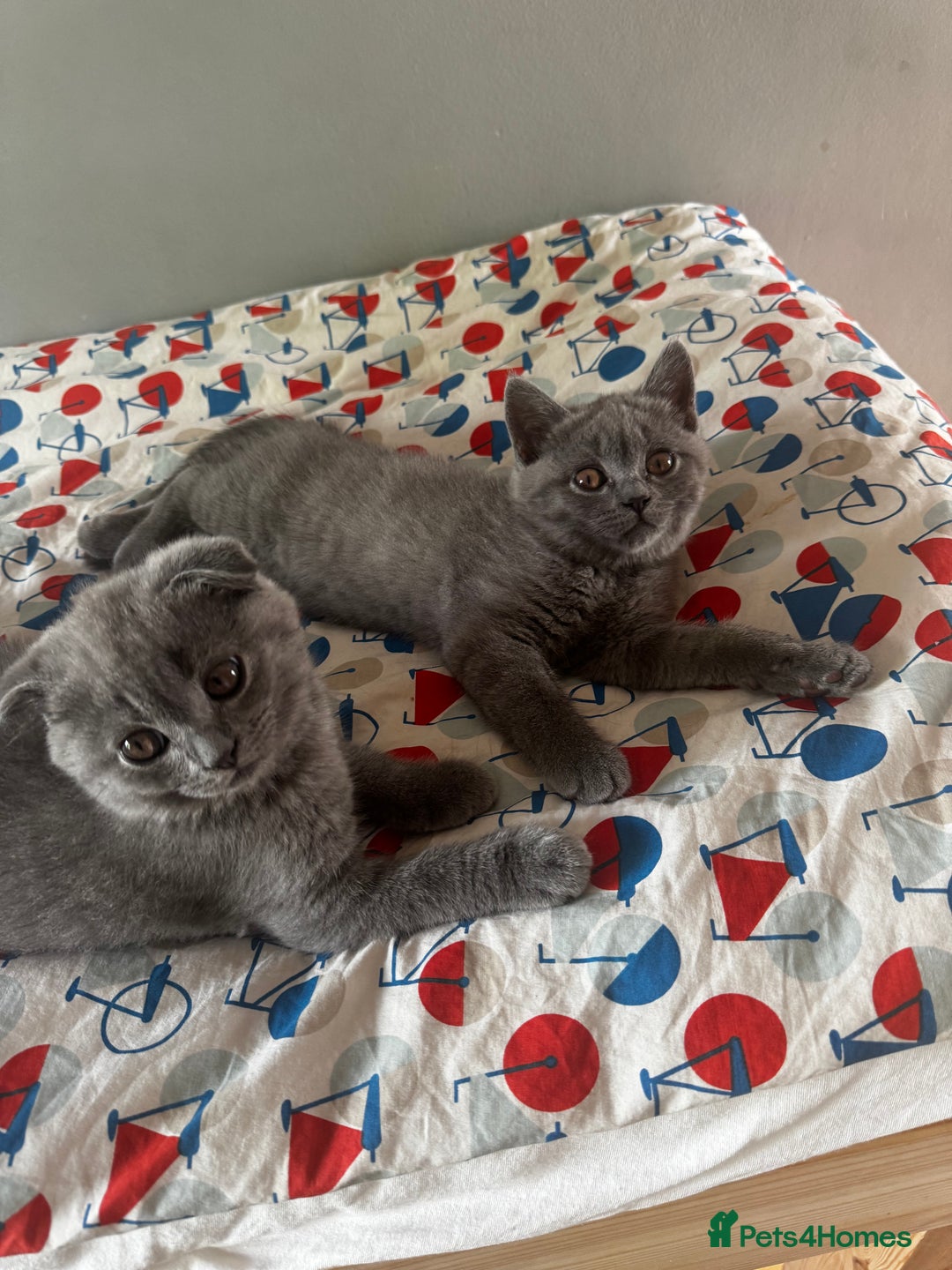 British Shorthair cats for sale: BeautifulScottish folds Ready now! Quality kittens - Image 37