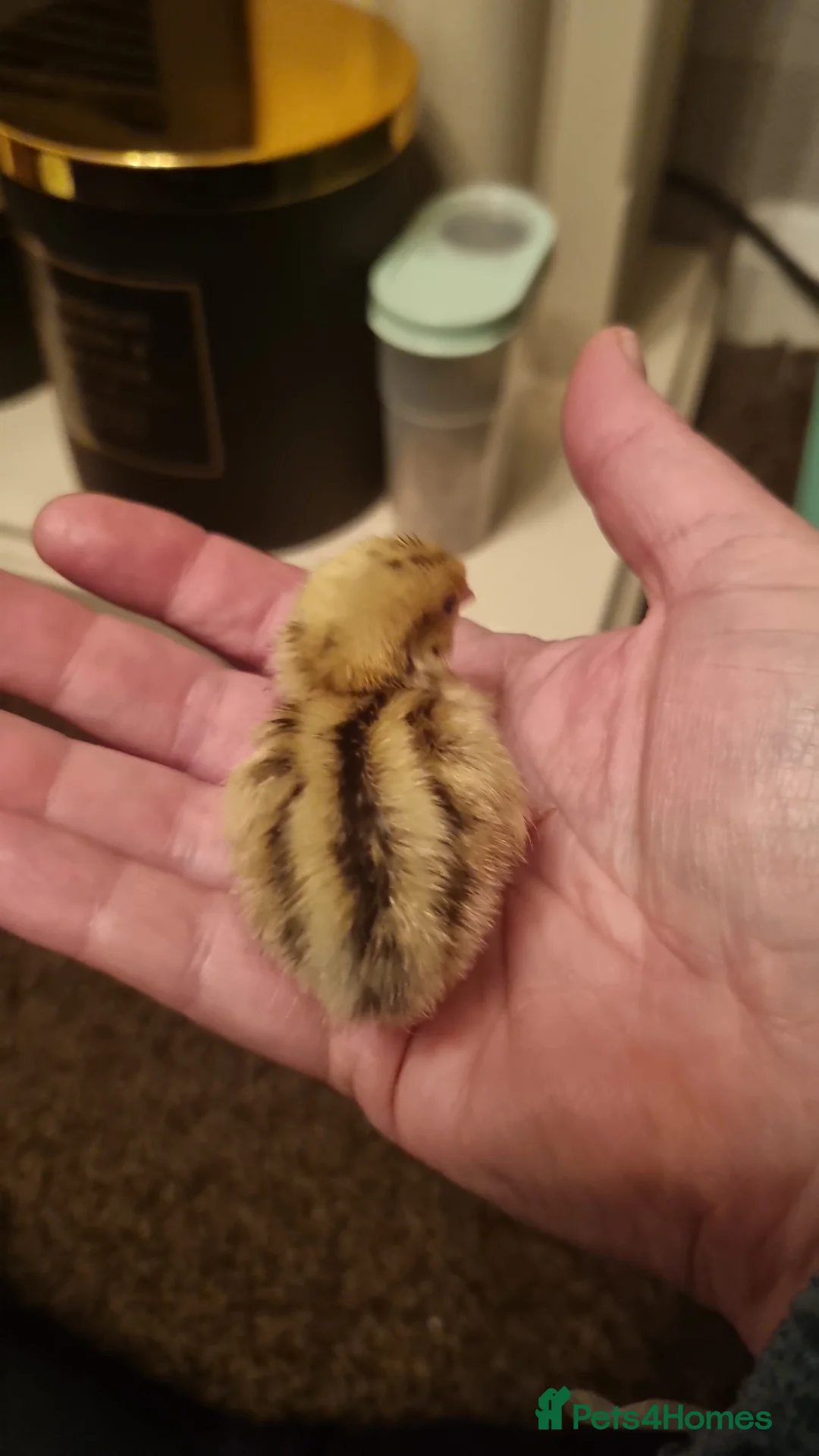 Quail poultry for sale: Coturnix quail chics and hatching eggs  - Advert 4