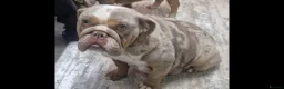 English Bulldog dogs for sale: 2 stunning Girl English bulldogs - Advert 14