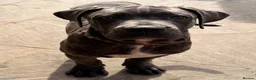 Cane Corso dogs for sale: Brutus(X-Man) World Winner line Cane Corso Puppies - Advert 4