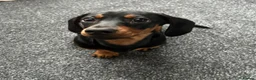 Miniature Dachshund dogs for sale: Miniature dachshund - Advert 5