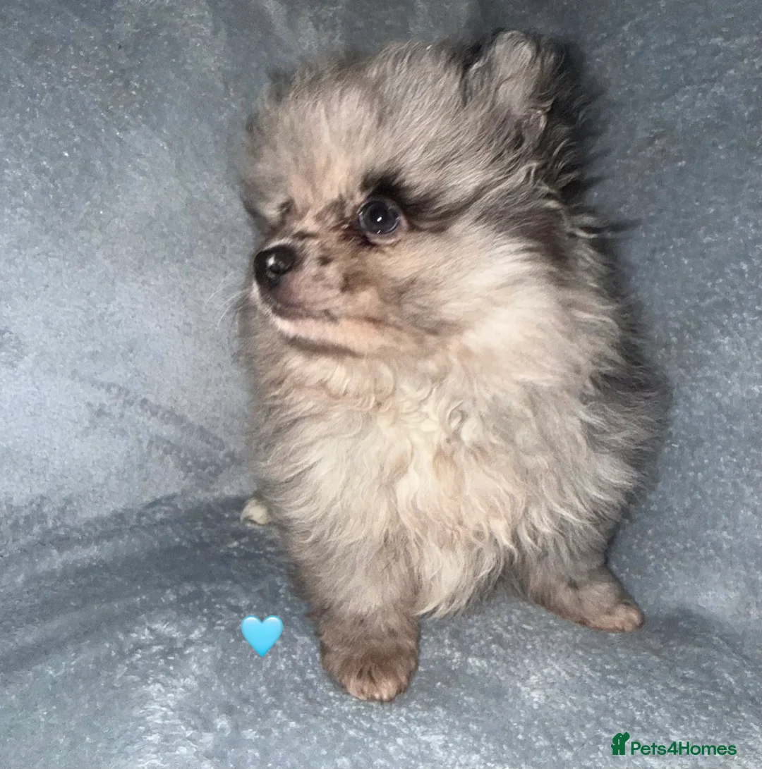 Pomeranian dogs for sale: Stunning Pomeranian Puppy’s 🫶🏽 - Advert 5