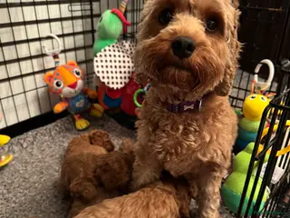 Cavapoo dogs F1 b beautiful Cavapoos - Advert 1