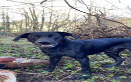 Labrador Retriever dogs for stud: KC registered, health checked, proven stud dog! in Radstock - Image 7