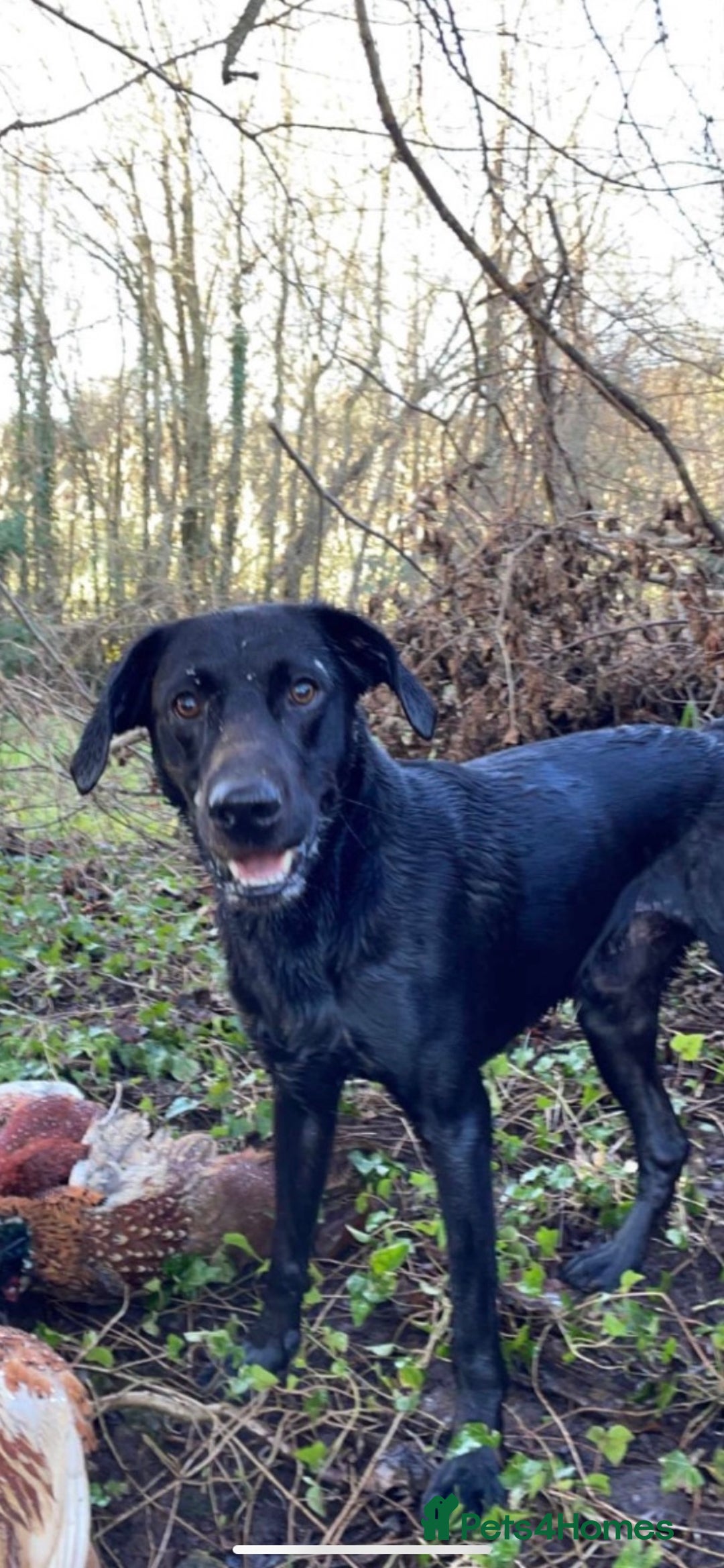 Labrador Retriever dogs for stud: KC registered, health checked, proven stud dog! in Radstock - Image 7