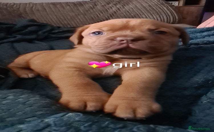 Dogue De Bordeaux dogs - Advert 4