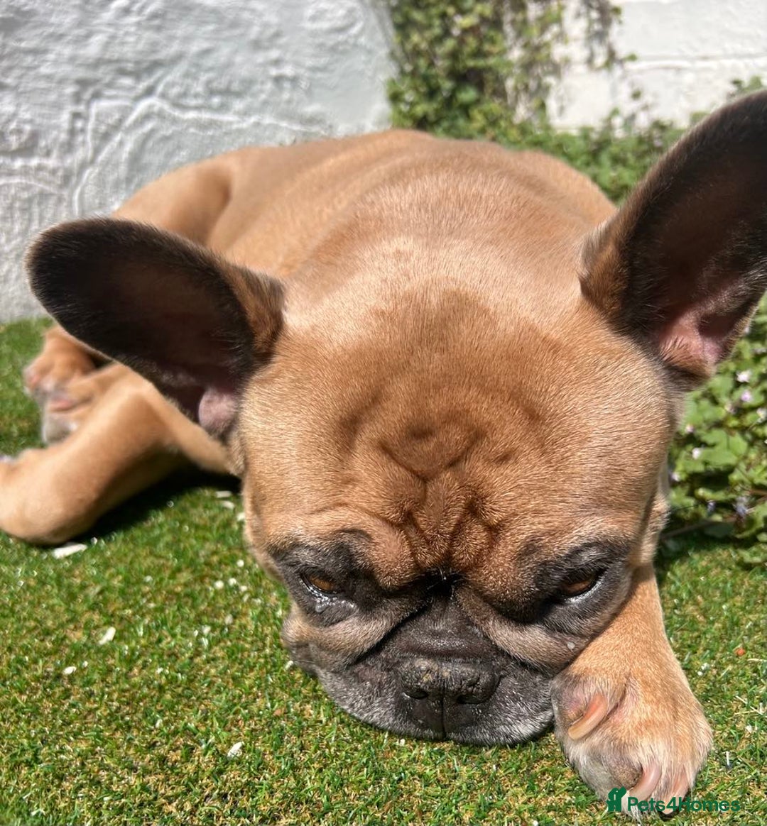 French Bulldog dogs for sale: Beautiful adult female Frenchie - Image 7