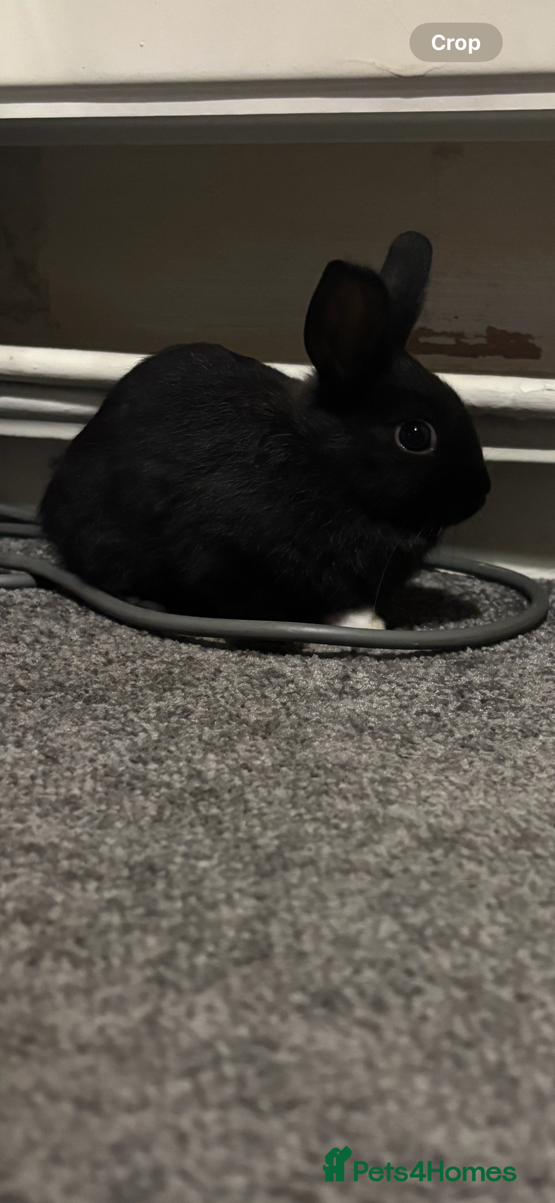 Dutch rabbits for sale: Female bunny - Advert 2