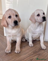 Labrador Retriever dogs Traditional english show type labrador puppies - Advert 14