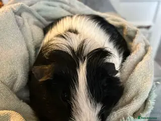 Guinea Pig rodents Boar looking for forever home - Advert 6