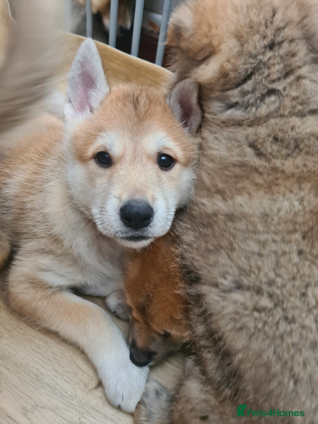 Mixed Breed dogs for sale: Czech Wolfdog × Akita/Malamute Puppies - Advert 2