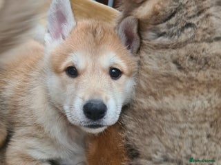 Mixed Breed dogs Czech Wolfdog × Akita/Malamute Puppies - Advert 3