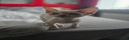Devon Rex cats for sale: Beautiful Devon Rex Boy :) - Advert 2