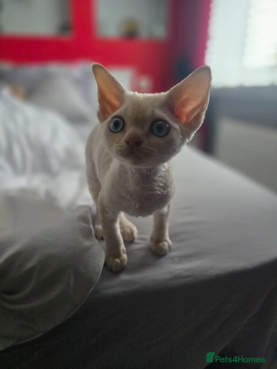 Devon Rex cats for sale: Beautiful Devon Rex Boy :) - Advert 2