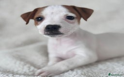Jack Russell dogs for sale: Smooth coated Jack Russel puppies - Image 5