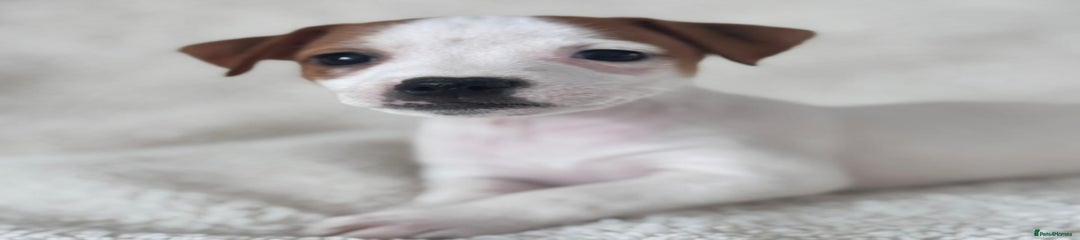 Jack Russell Puppy 2