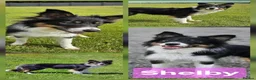 Border Collie dogs for sale: Border collie puppies  - Advert 6