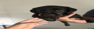 Black Bitch 1