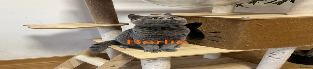 Bertie