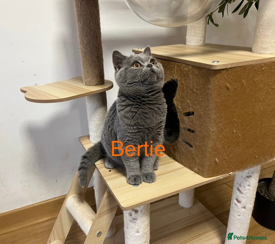 British Shorthair cats for sale: GCCC Registered British Shorthair Boys - Image 2