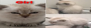 Scottish Fold Kitten 4