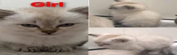 Scottish Fold cats for sale: Beautiful Scottish fold/straight ears kittens - Advert 4