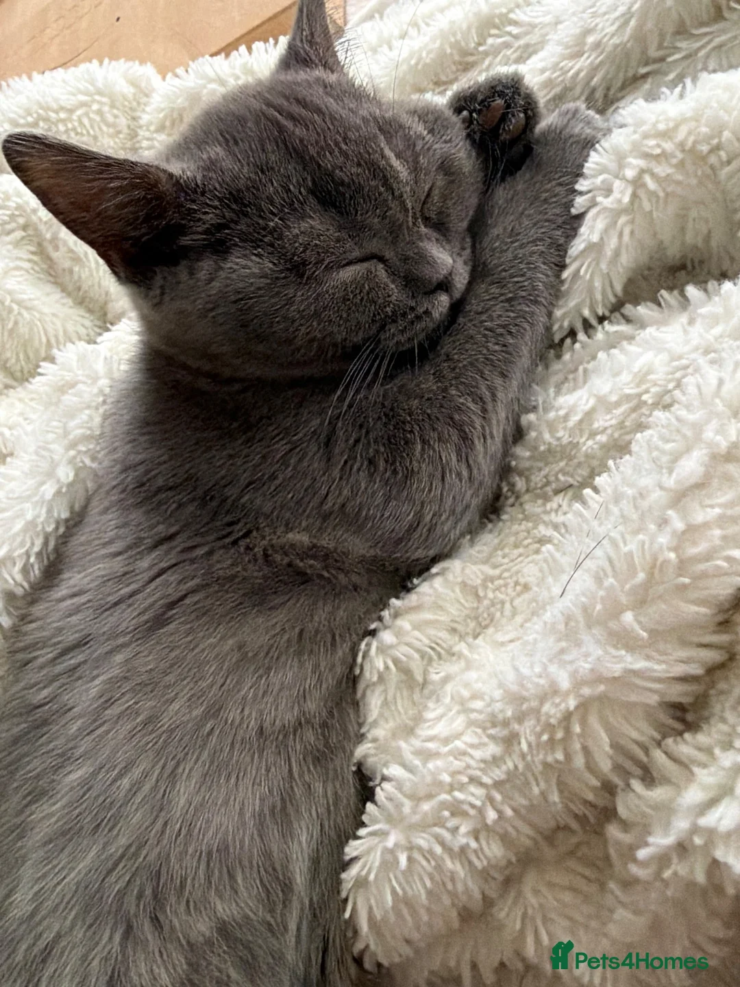 Scottish Fold cats for sale: Scottish Straight Female Kitten - Advert 2