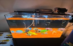 Tetras fish for sale: 50L Aquarium - Image 6