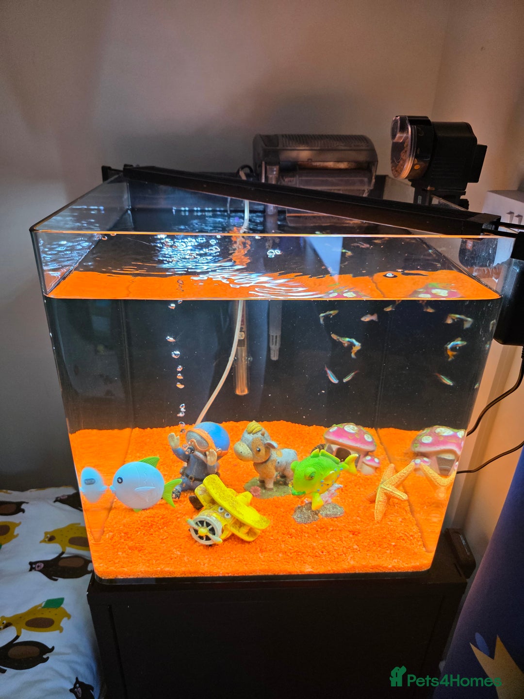 Tetras fish for sale: 50L Aquarium - Image 6