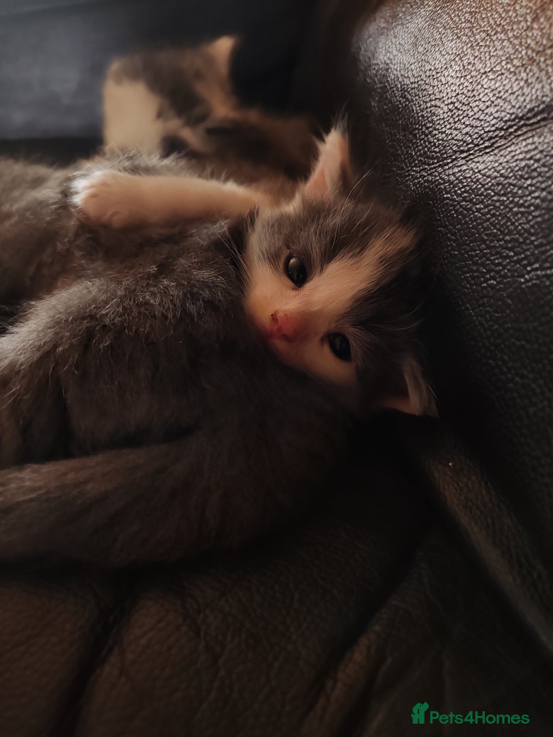 Mixed Breed cats for sale: Cuddly fluffy kittens  - Image 16