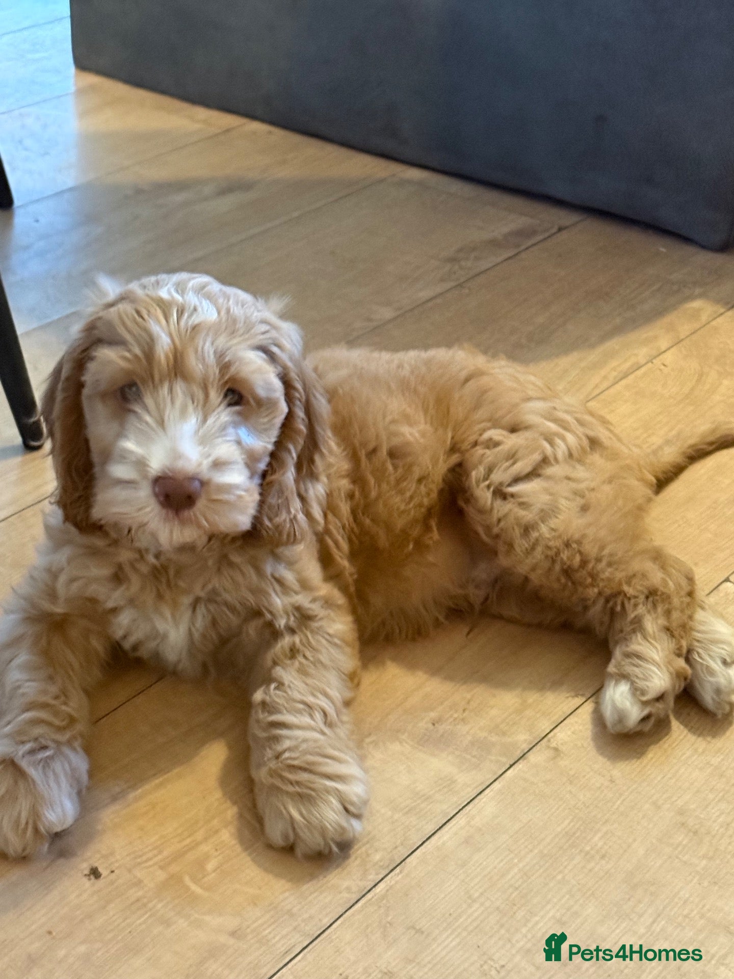 Cockapoo dogs F1B cockapoo puppy’s. MALE left - Advert 8