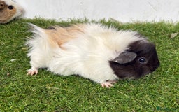Guinea Pig rodents for sale: Female baby guinea pigs  - Image 11