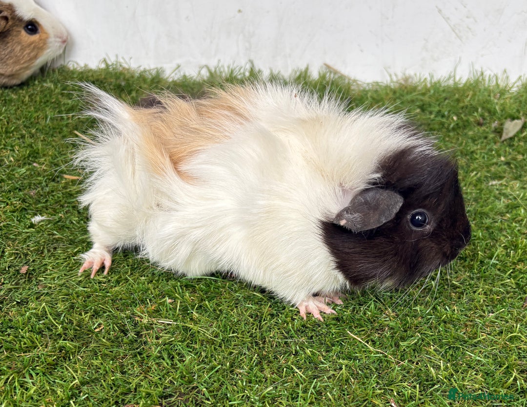 Guinea Pig rodents for sale: Female baby guinea pigs  - Image 11