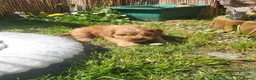 Mixed Breed dogs for sale: Stunning little cockerpoo lookalike boys  - Advert 16