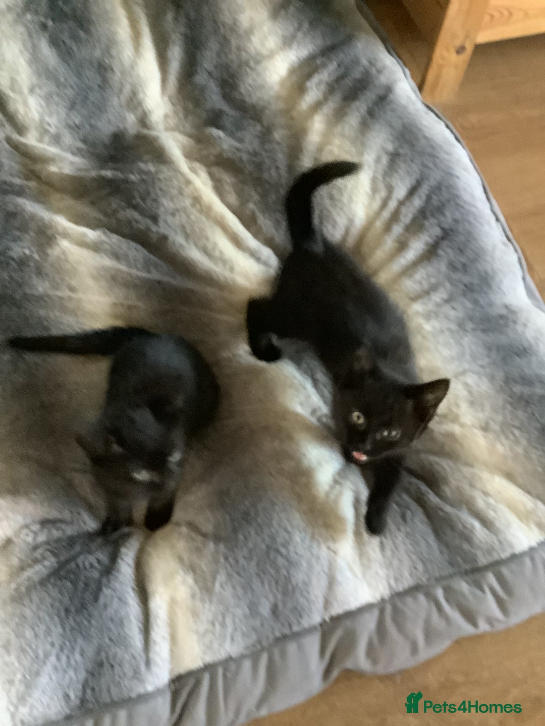 RagaMuffin cats for sale: 3 x girls for sale  - Advert 4