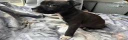 Staffordshire Bull Terrier dogs for sale: Last 3 of our litter  - Advert 5