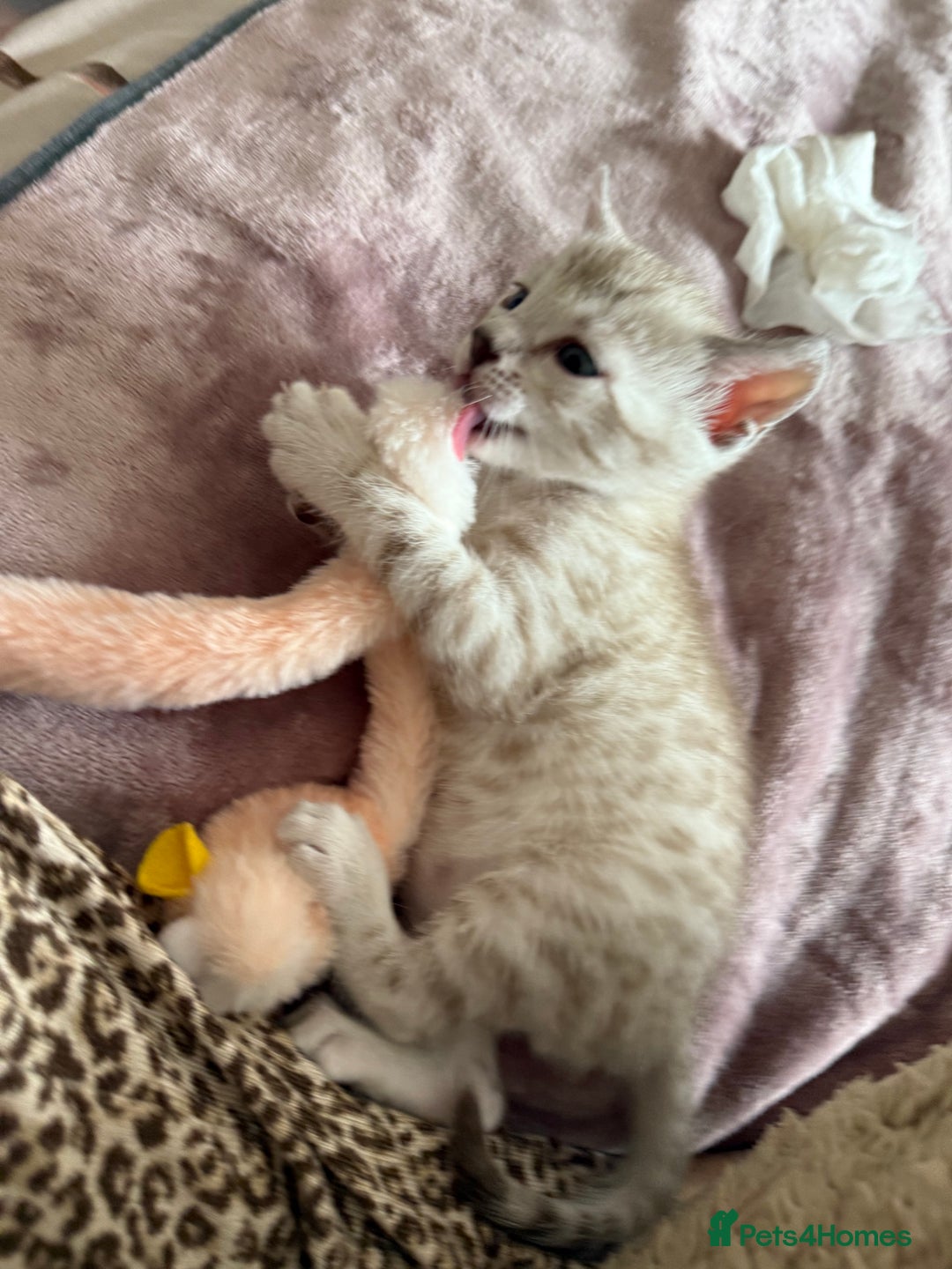 Bengal cats for sale: 💙Stunning Silver Mink Bengal TICA registered  - Image 30
