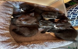 Mixed Breed cats for sale: Gorgeous kittens - Image 1