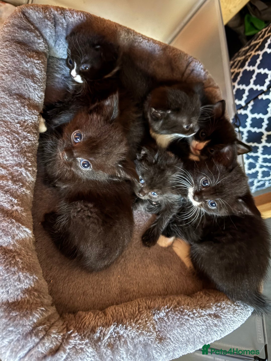 Mixed Breed cats for sale: Gorgeous kittens - Image 1