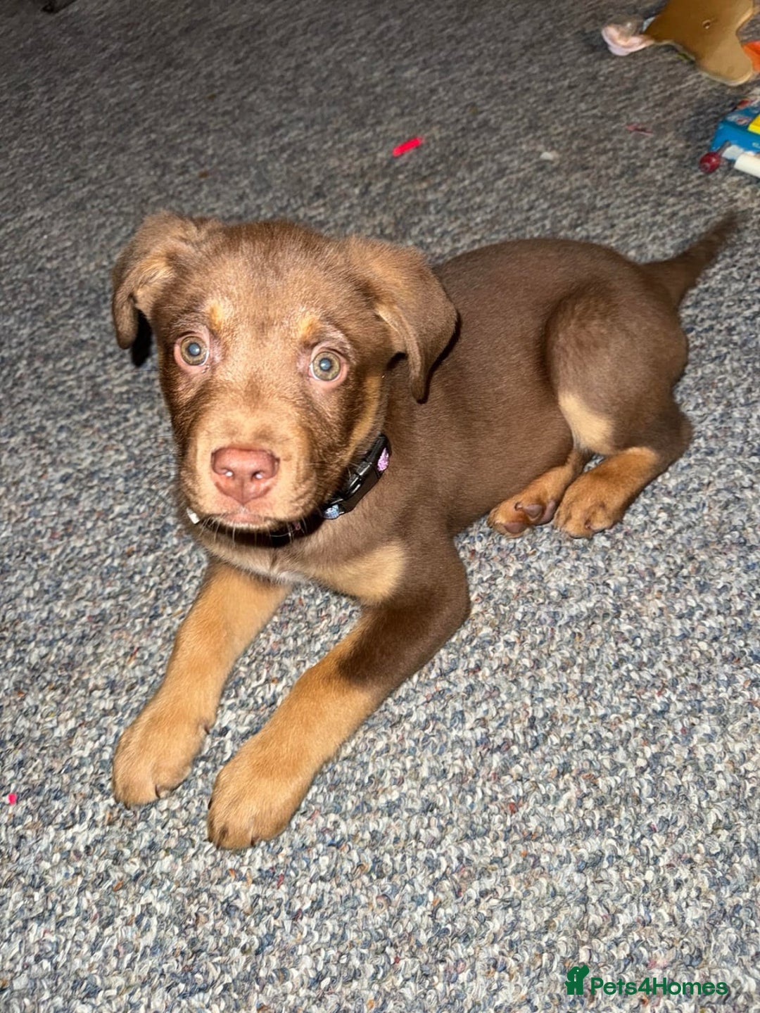 Rottweiler dogs for sale: Beautiful Rottweiler With a Loving Personality 🐕 - Advert 6